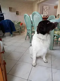 Dog A Styles
