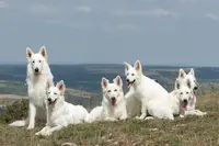 Le Mont de Sène (élevage et Vente de Chiots) : Race Berger Blanc Suisse de Travail et Sport Lof