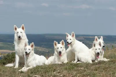 Le Mont de Sène (élevage et Vente de Chiots) : Race Berger Blanc Suisse de Travail et Sport Lof