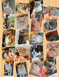 Les Ronrons de Cuqueron (pension Pour Chat)