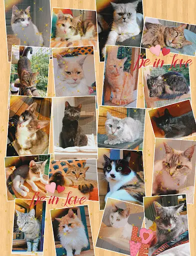 Les Ronrons de Cuqueron (pension Pour Chat)
