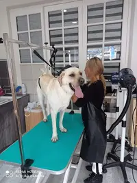 C Wouaf & Cie Toilettage Canin et Félin À Votre Domicile