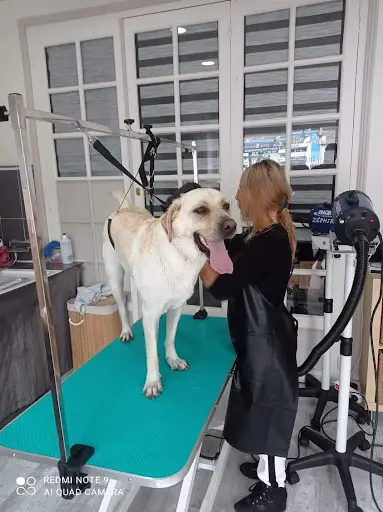C Wouaf & Cie Toilettage Canin et Félin À Votre Domicile