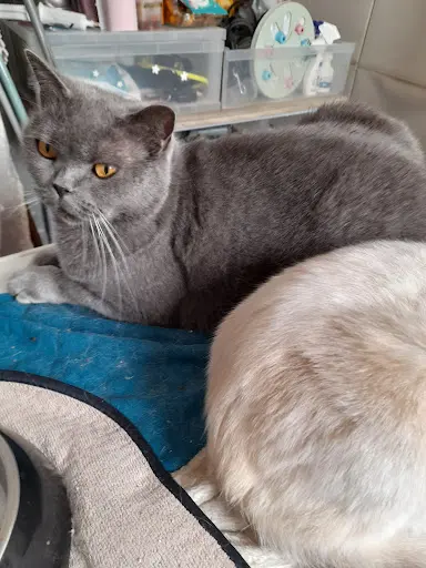 Chatterie des Clarence Cat S