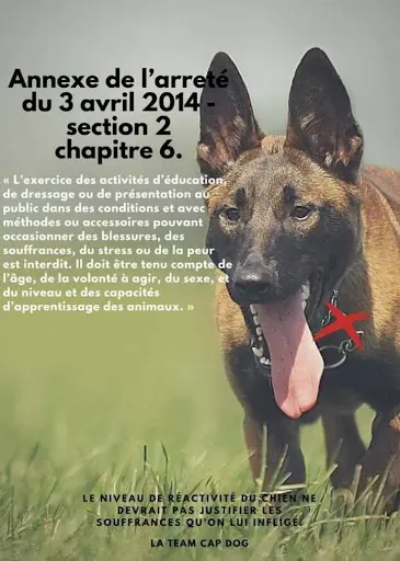 Easy Dog Educ (éducation Canine Comportementale)