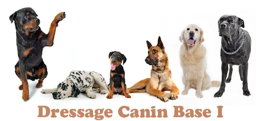 Educateur Canin Psycho Dog