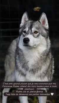 La Fleur de Lys de la Ternoise .husky Sibérien