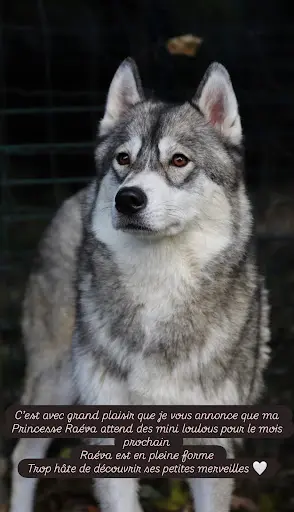 La Fleur de Lys de la Ternoise .husky Sibérien