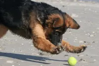 So Canin : Éducateur Canin