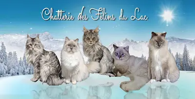 Chatterie des Félins du Lac