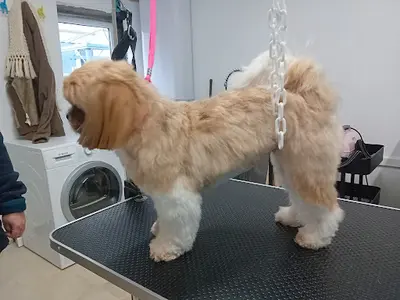 Paw’s Star Toilettage