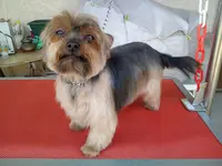 Com Chien et Chat, Toilettage A Domicile