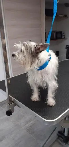 Au Bigoudi Dog