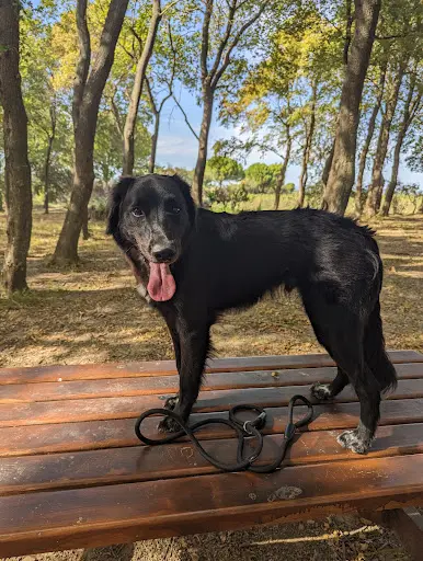Vox Cane