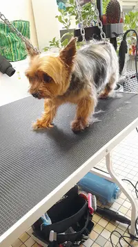 Ô Poils Perdus