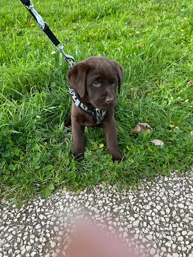 Hunting Friend Labradors