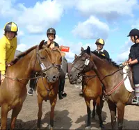 Poney Club Poney City