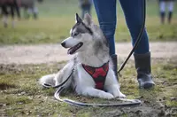 Vie de Chien