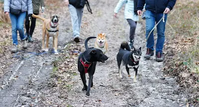 Cani Coach & Conseils - Educateur Comportementaliste Canin Melun 77