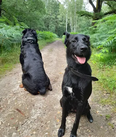 Vision-dog - Éducateur Canin