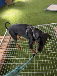 Dream Dog
