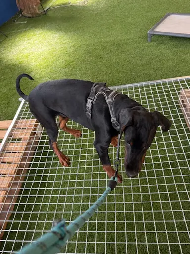 Dream Dog