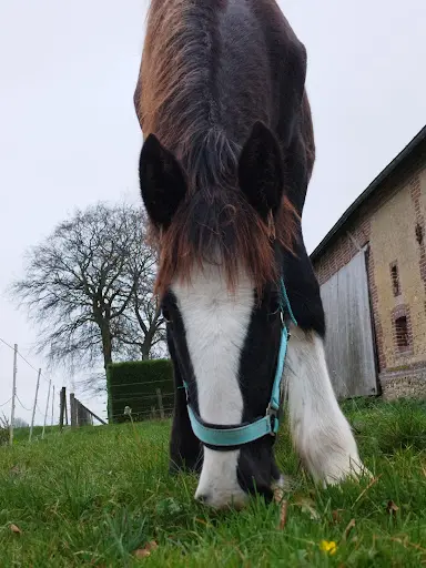 Wellomay Shires - Élevage Chevaux Shire - Earl des Arpents Verts