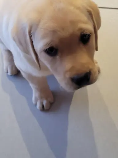 l'Arche de la Noue - Elevage de Labradors Lof