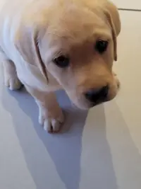 l'Arche de la Noue - Elevage de Labradors Lof