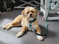 Cani Salon