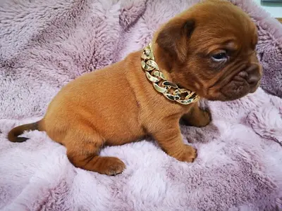 Elevage de la Forêt des Déesses, Dogue de Bordeaux