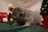 Exotic Frenchie Bouli
