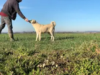 Elevage du Domaine de Sara