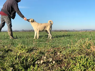 Elevage du Domaine de Sara