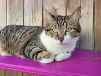 Rêve de Chat. Pension Pour Chats. Garde de Chats