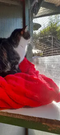 Au Bonheur des Chats