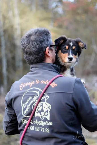 Jj Éducateur Canin Comportementaliste