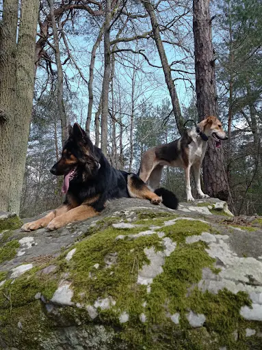 Educ Your Doggo - Éducateur Comportementaliste Canin Entre Fontainebleau, Nemours (77) et Pithiviers (45)