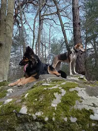 Educ Your Doggo - Éducateur Comportementaliste Canin Entre Fontainebleau, Nemours (77) et Pithiviers (45)