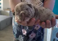 Élevage Bouledogue Francais les Boubous de Lucy