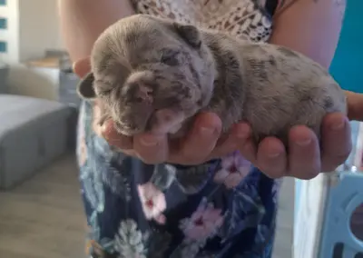 Élevage Bouledogue Francais les Boubous de Lucy