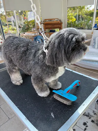 Karine l'Elegance Canine