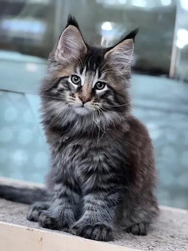 Chatterie du Bois de Deaux