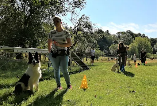 l'École des Chiots À Decazeville - Educateur Canin