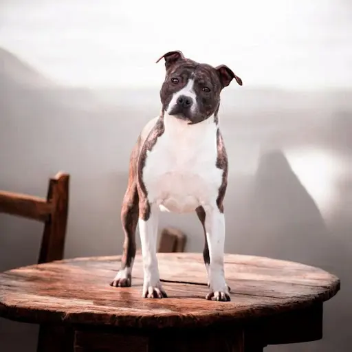 l'Empreinte de Dog Star Élevage Chiots American Staffordshire Terrier Amstaff