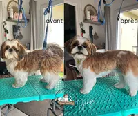 Home Sweet Dog - Toilettage Canin