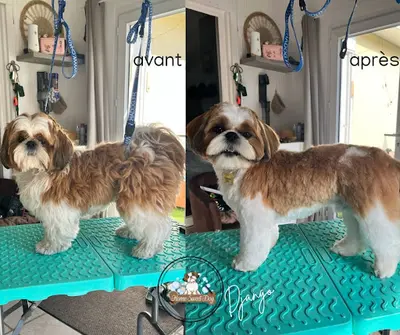 Home Sweet Dog - Toilettage Canin