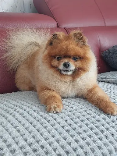 Florabelle