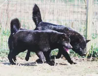 Elevage des Fideles Akita Ken