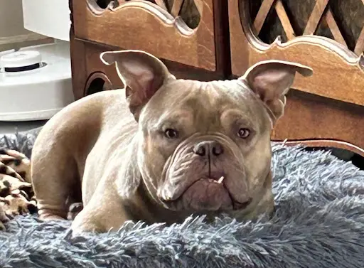 Perfect Bull Kennel